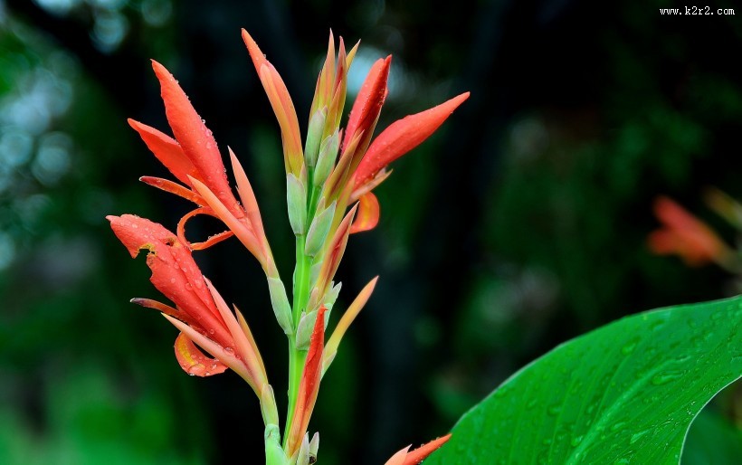 美人蕉图片大全