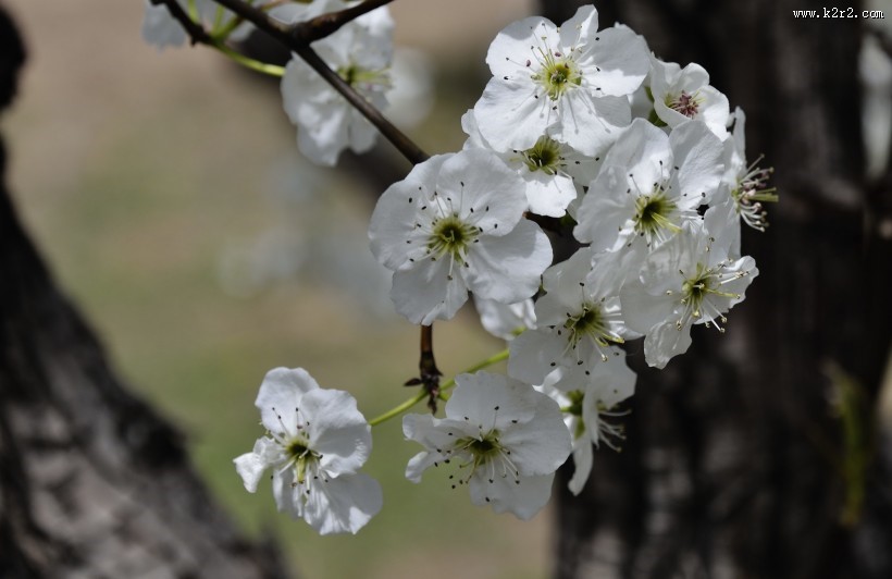 梨花图片
