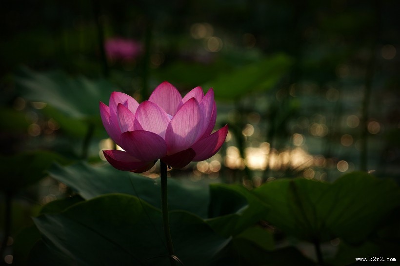 星光下的荷花图片