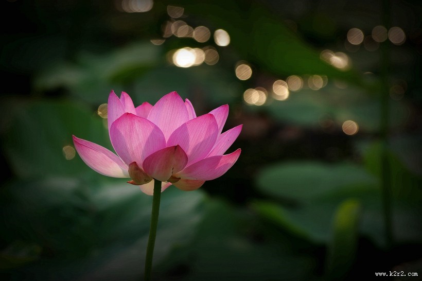 星光下的荷花图片