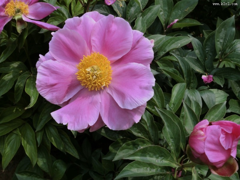 芍药花图片大全