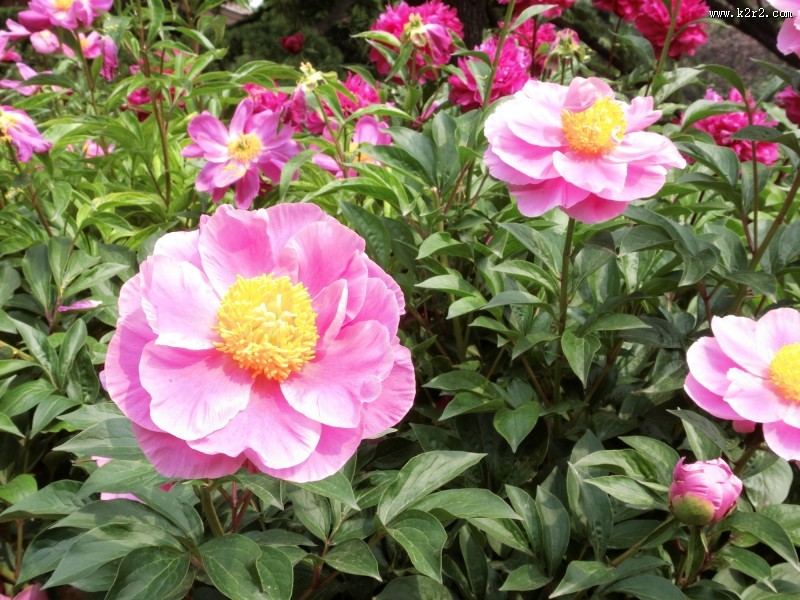 芍药花图片大全