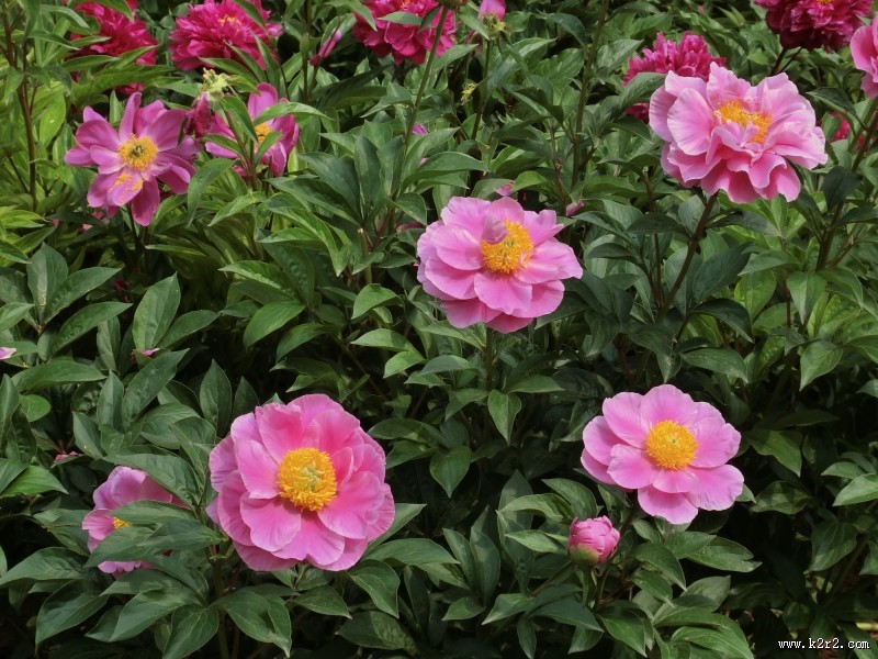 芍药花图片大全