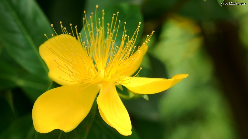 金丝桃图片大全