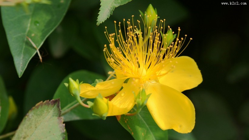 金丝桃图片大全