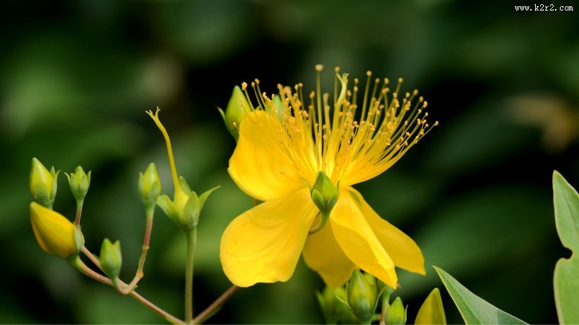 金丝桃图片大全