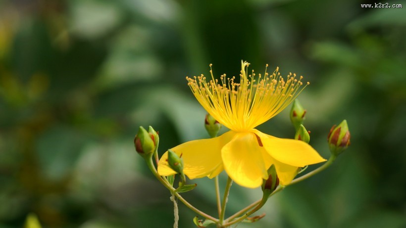 金丝桃图片大全