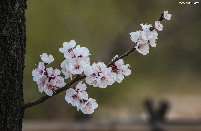 杏花图片