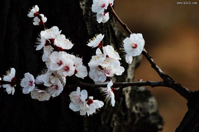 杏花图片