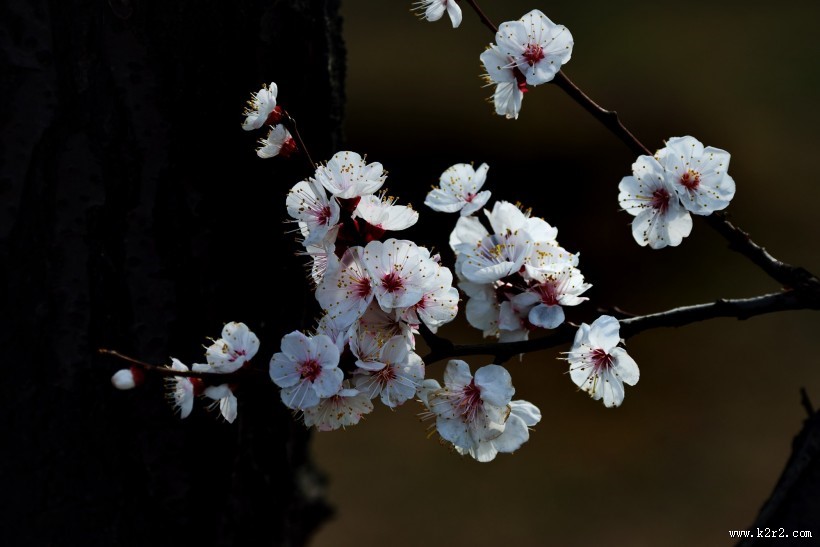 杏花图片