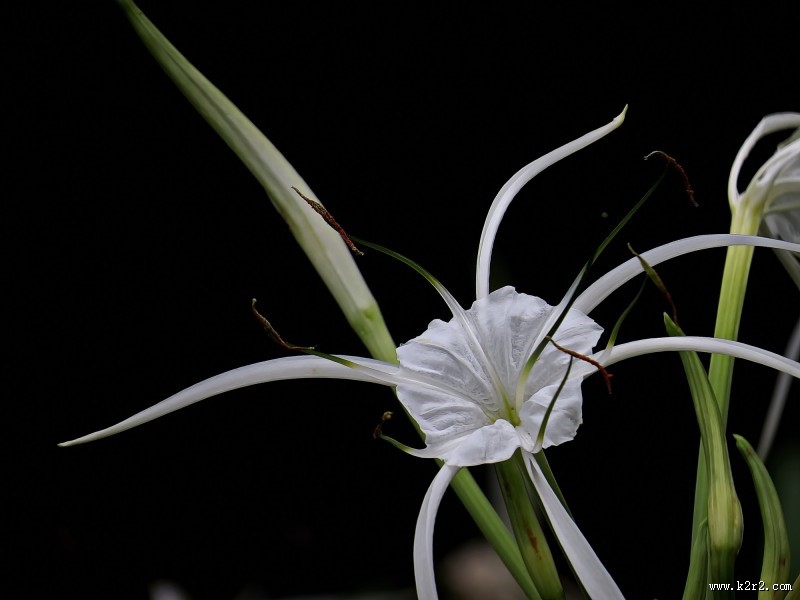 白色蜘蛛兰图片