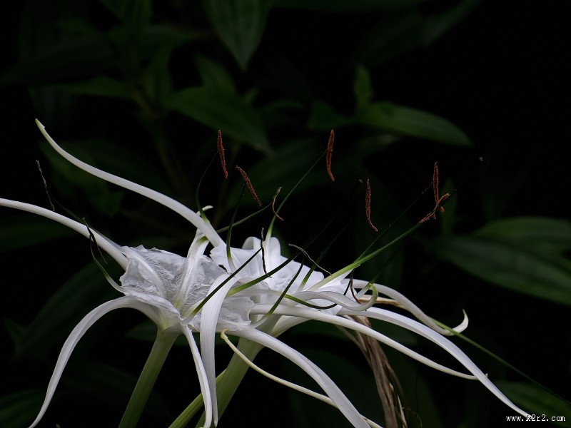白色蜘蛛兰图片