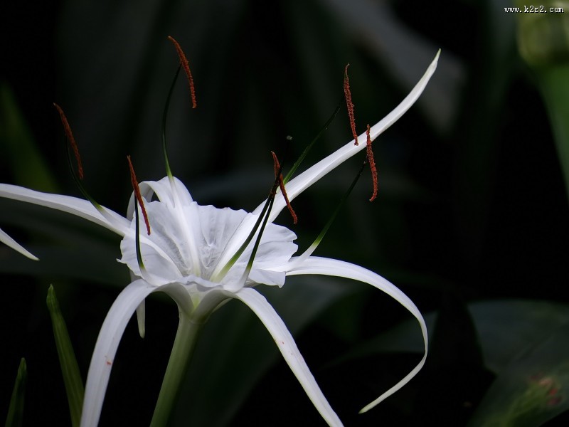 白色蜘蛛兰图片