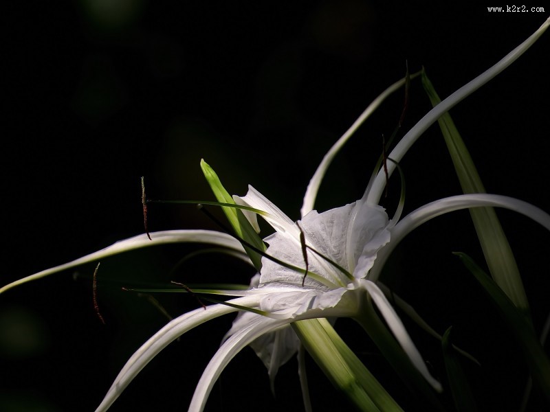 白色蜘蛛兰图片