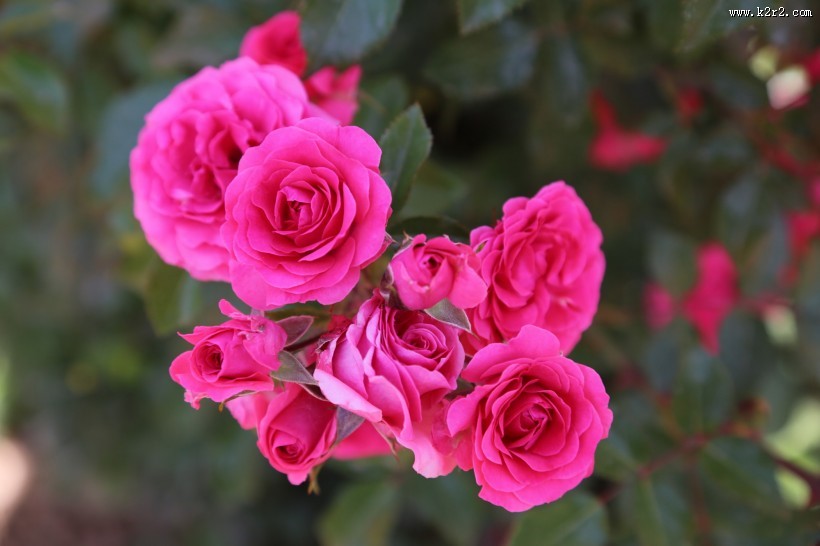 月季花图片大全