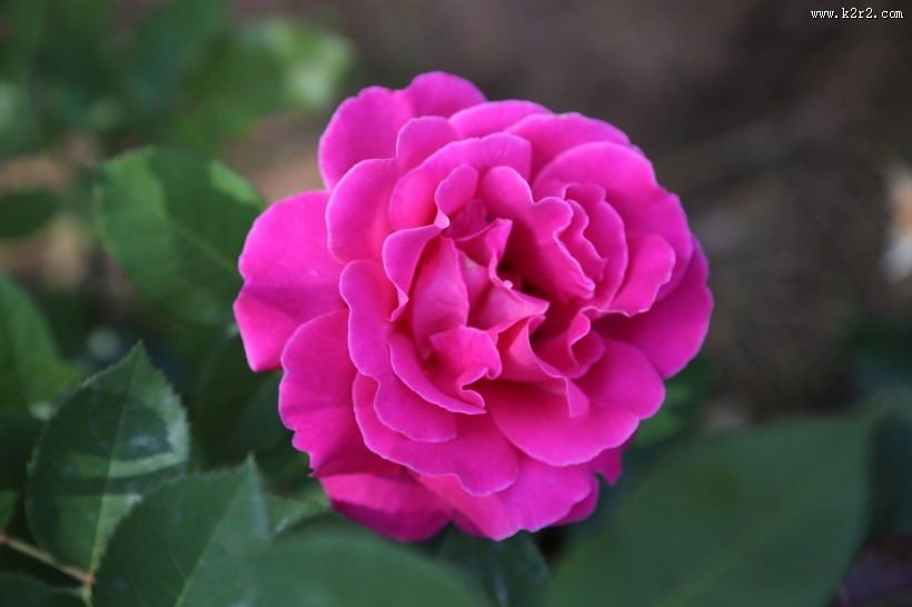 月季花图片大全