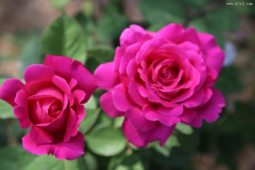 月季花图片大全