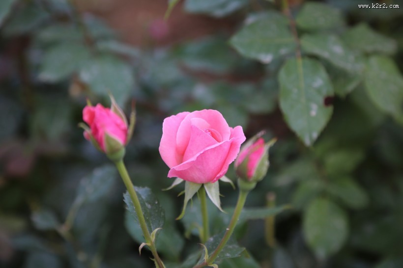 月季花图片大全