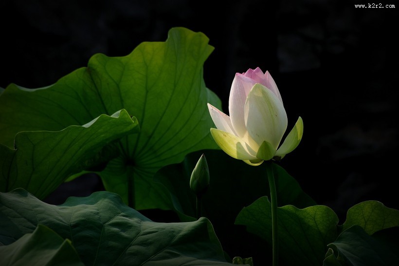 莲花图片 荷花图片