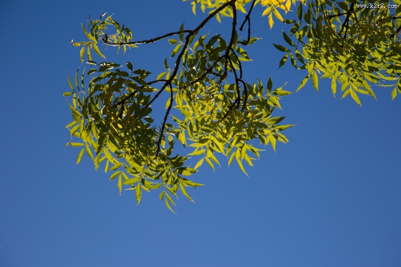 树枝上的绿叶图片