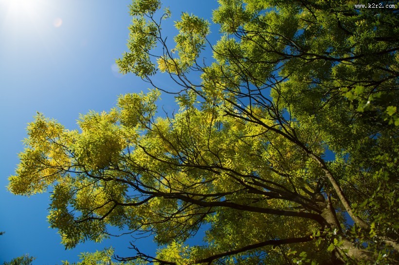 树枝上的绿叶图片