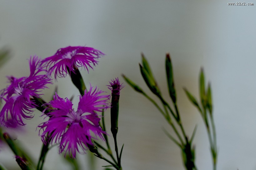 石竹花图片大全