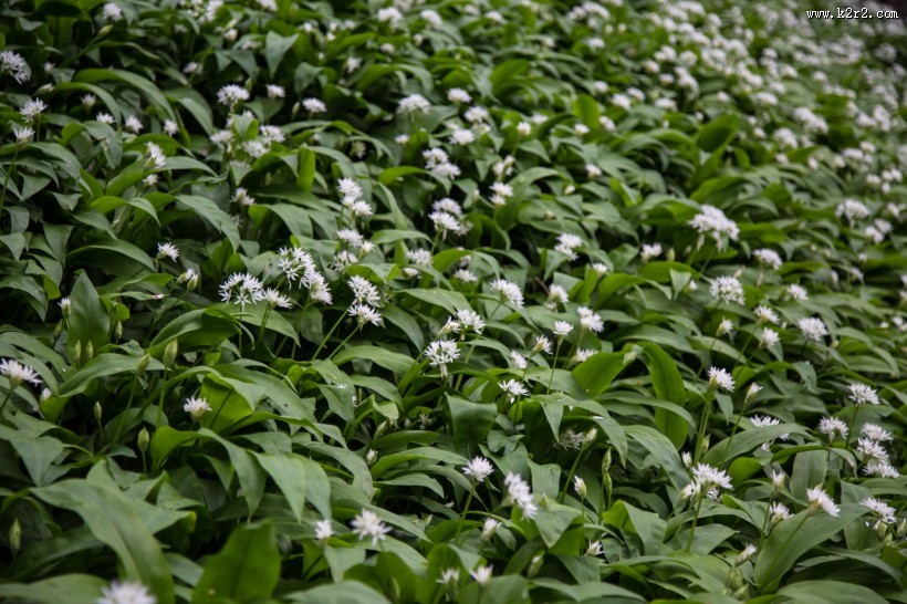 野葱花图片