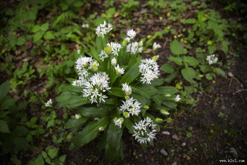 野葱花图片