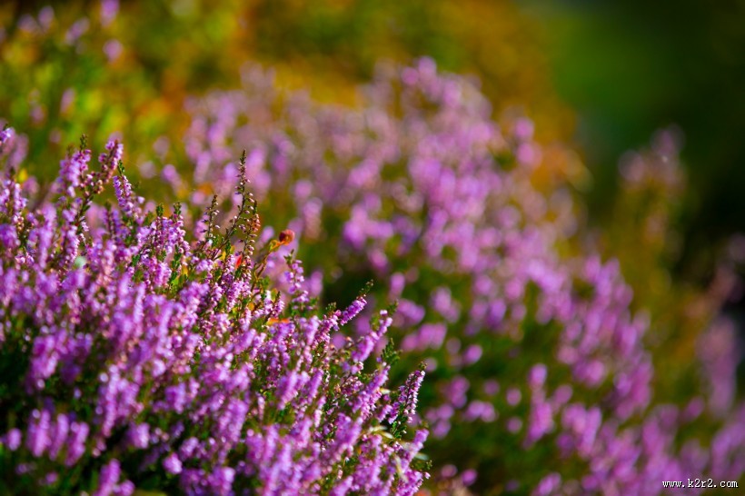 石楠花图片大全