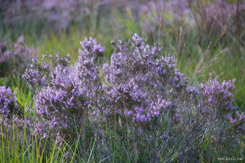 石楠花图片大全