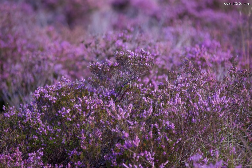 石楠花图片大全