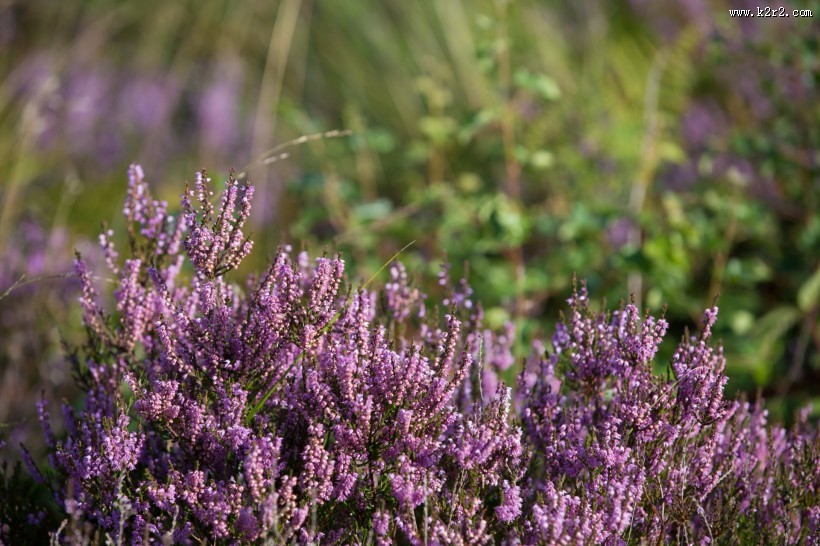 石楠花图片大全