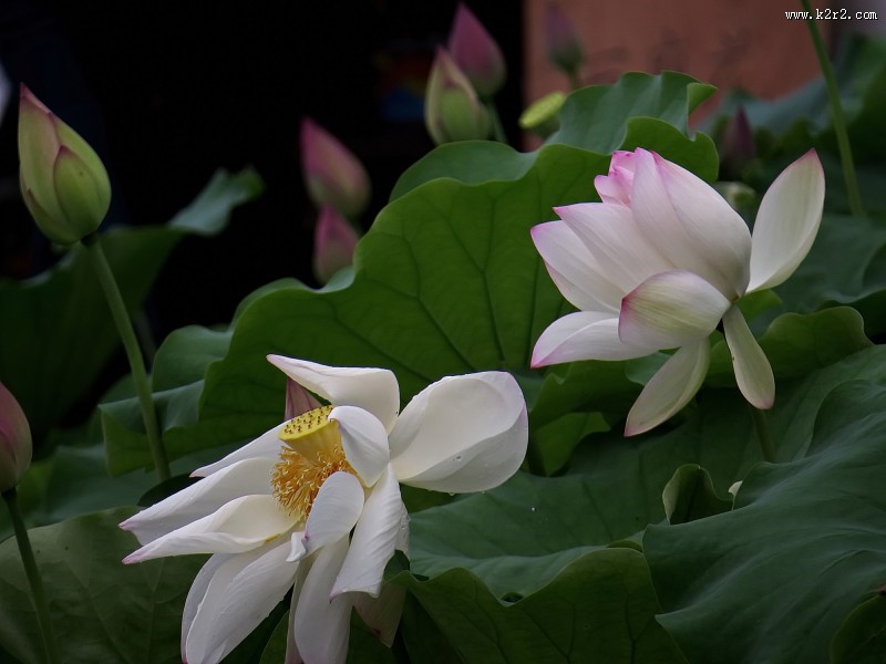 柔美的荷花图片