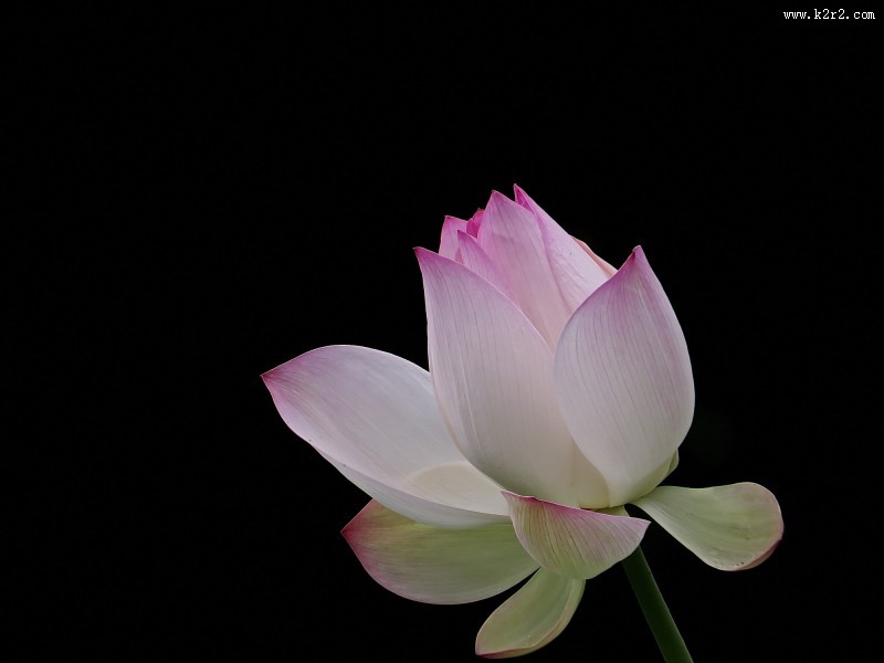 柔美的荷花图片