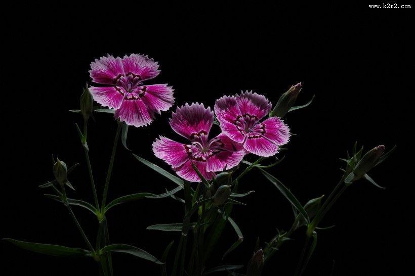 石竹花图片大全