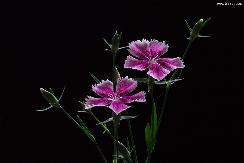 石竹花图片大全