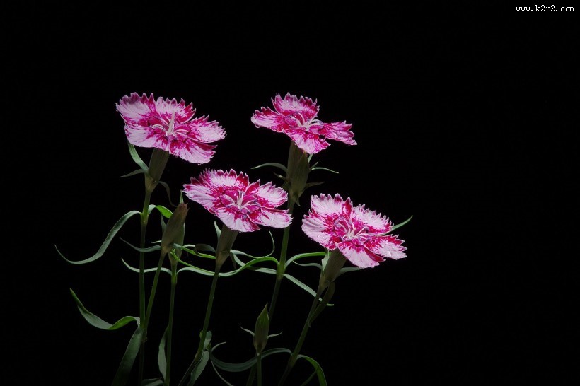 石竹花图片大全