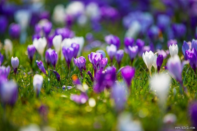 藏红花图片大全