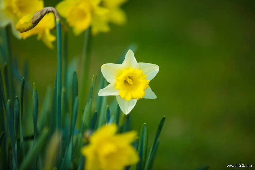 水仙花图片大全
