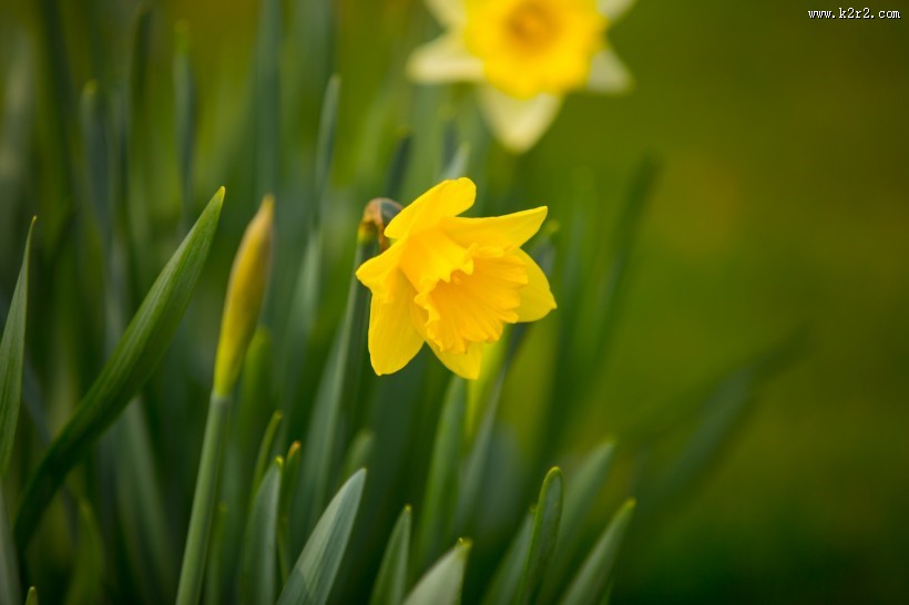 水仙花图片大全