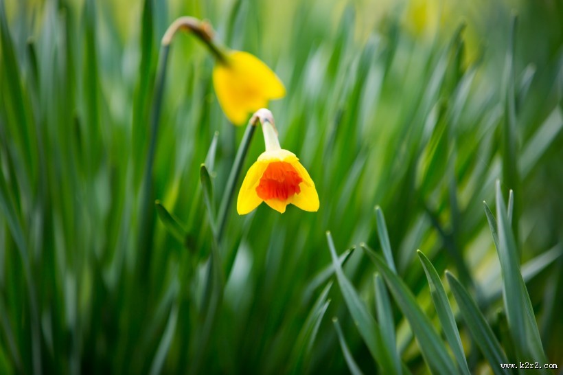 水仙花图片大全