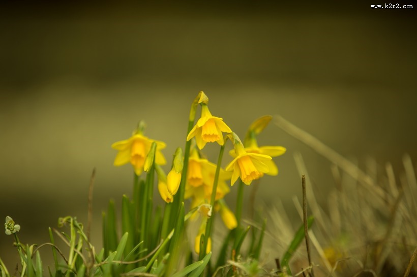 水仙花图片大全