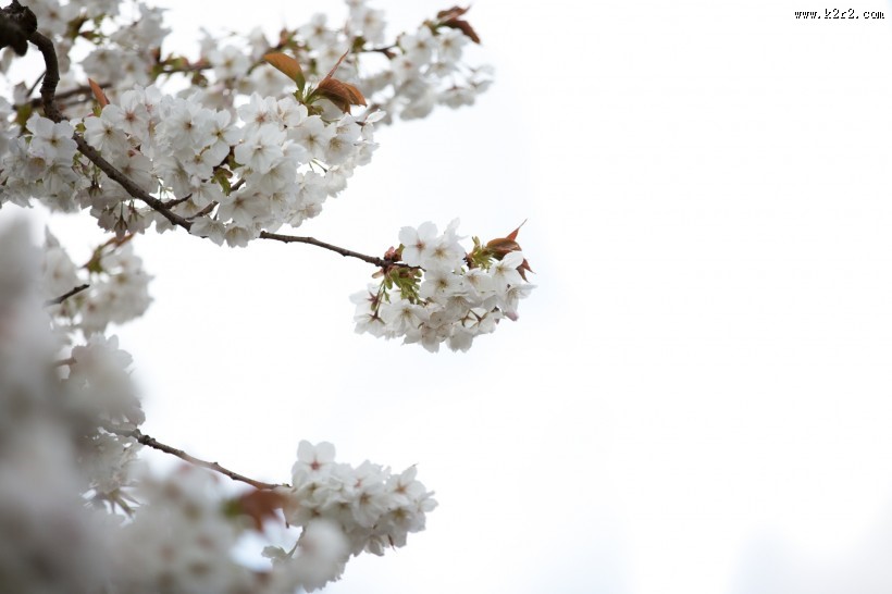 白色樱花图片大全