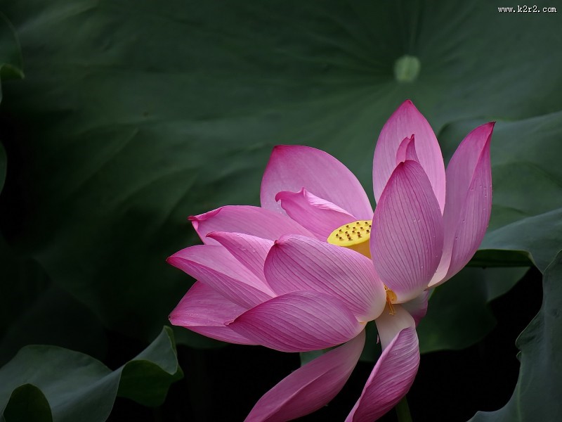 妩媚的粉色荷花图片