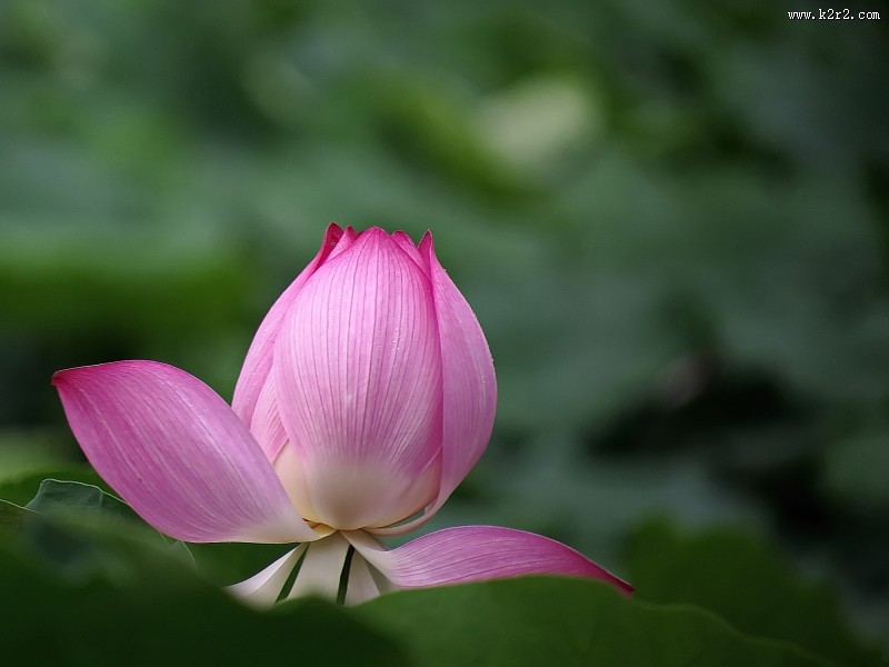 妩媚的粉色荷花图片
