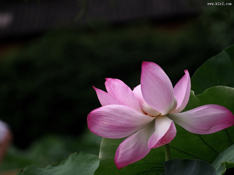 妩媚的粉色荷花图片