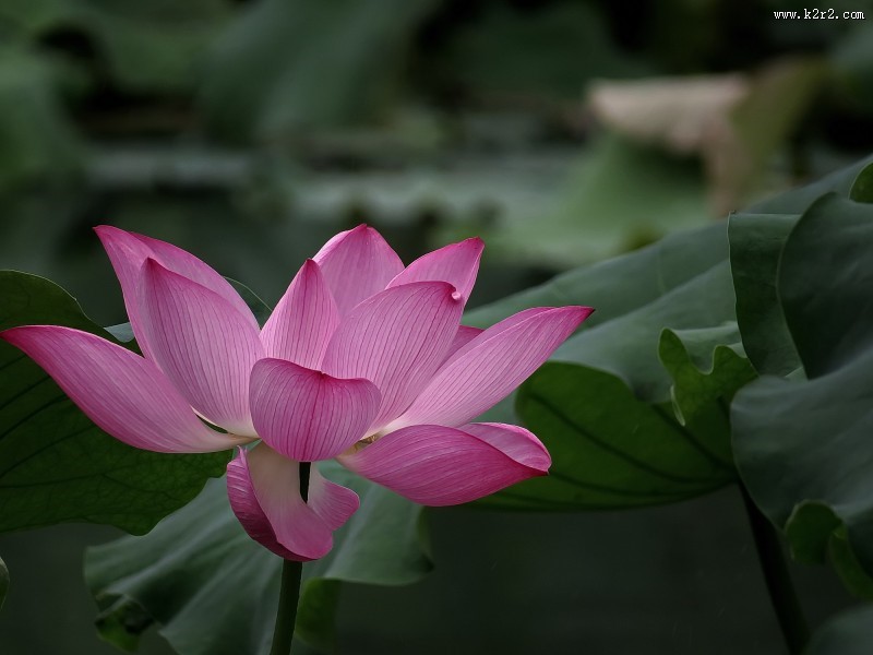 妩媚的粉色荷花图片