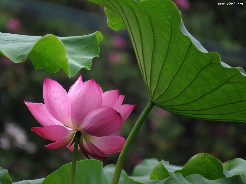 妩媚的粉色荷花图片