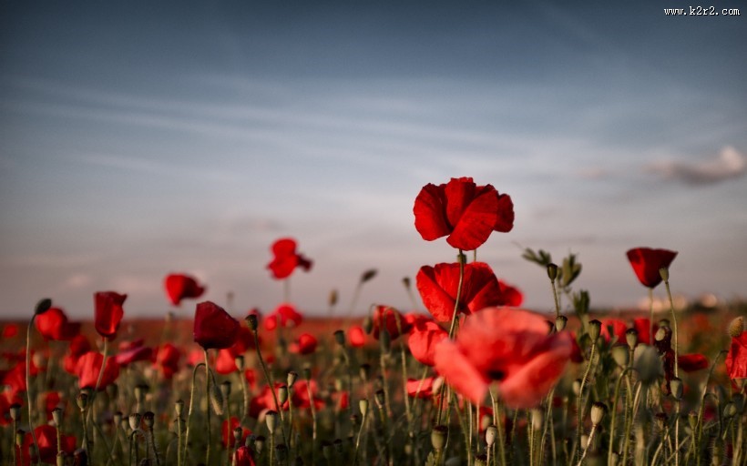 罂粟图片