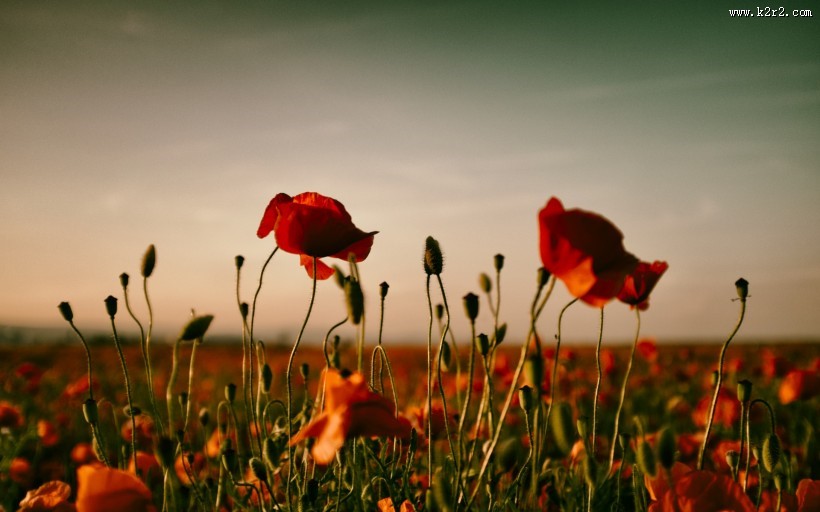 罂粟图片